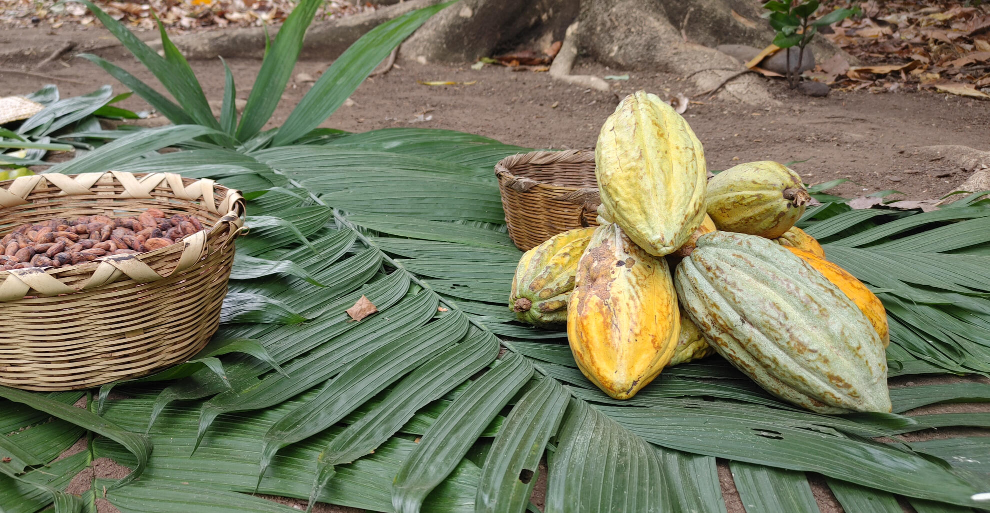 Ancient Cacao: Mayan Origins Portrait of Maryandra, a compassionate wellness practitioner with long, flowing hair, wearing simple, natural attire. Her gentle smile reflects her dedication to creating sacred, healing spaces. Surrounded by elements of nature, she exudes a serene, ground